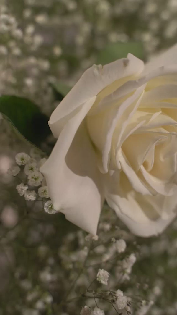 Cinderella Divine KV1057C Video